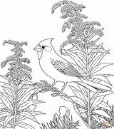 Coloring Cardinal Pages Bird Printable Print Winter Northern Supercoloring Sheets Flower sketch template