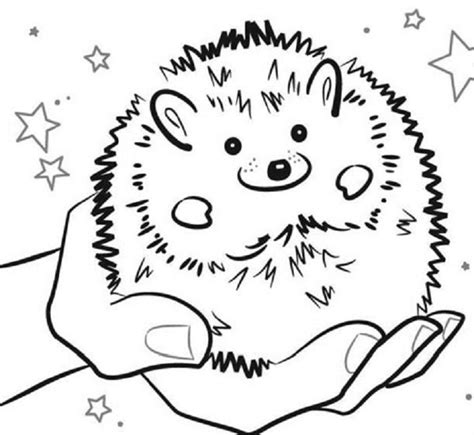 hedgehogs coloring pages coloring home