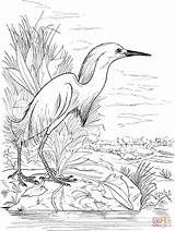 Lake Egret Pages Coloring Snowy Printable Drawing Color Animals Heron Egrets Dibujos Supercoloring Bird Getdrawings Pantano Category Como Drawings Choose sketch template