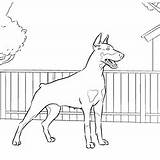 Doberman Pinscher 大型 sketch template