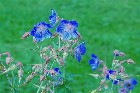 fleur bleue gotia flickr