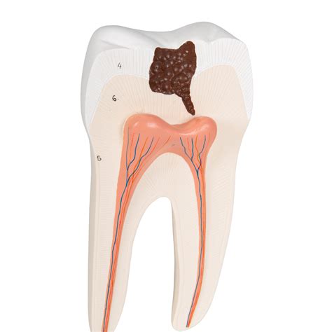 anatomical teaching models plastic human dental models  molar