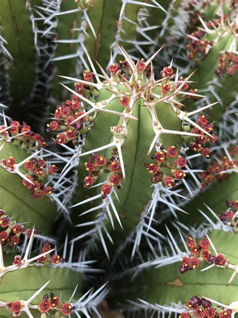 euphorbia echinus  ruth bancroft garden nursery