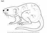 Muskrat Drawing Draw Step Drawingtutorials101 Necessary Improvements Finally Finish Make Rodents Tutorials sketch template