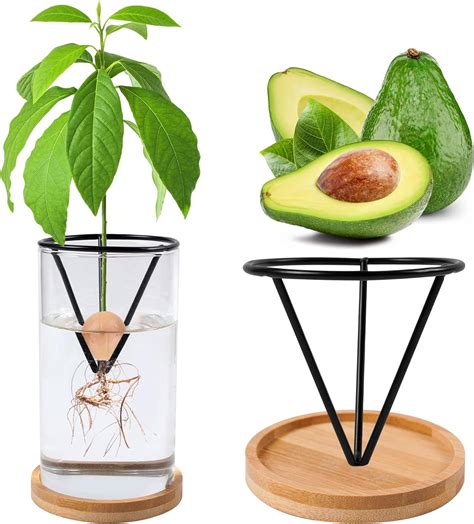 Bylion Avocado Tree Growing Kits Avocado Growing Vase
