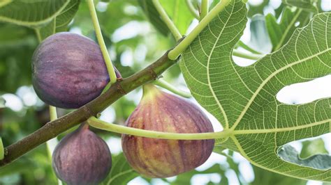 plant grow  prune fig trees bunnings  zealand