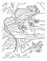 Basilisk Crawly Creepers Animal Gecko Reptiles Printmania sketch template