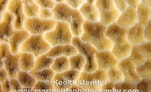 Afbeeldingsresultaten voor Gardineroseris planulata. Grootte: 151 x 92. Bron: www.marinelifephotography.com