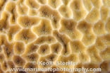Image result for Gardineroseris planulata. Size: 156 x 103. Source: www.marinelifephotography.com