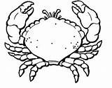 Krab Kolorowanki Crabs Dzieci Hermit Crustaceans Bestcoloringpagesforkids sketch template