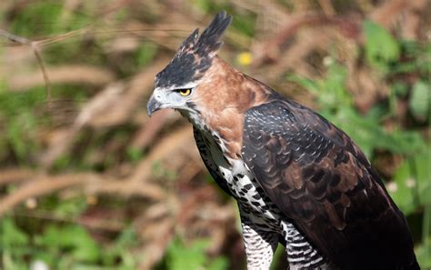 ornate hawk eagle nathan rupert flickr