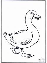 Goose Baby Coloring Animals Gans Tekening Dessin Pages Colorier Funnycoloring Google Popular Kids Advertisement Animales Birds Coloringhome Nl sketch template