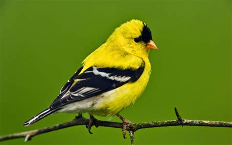 island life   monastery  goldfinch savior bird