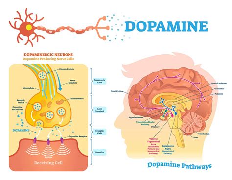 dopamine  molecule  drives addiction