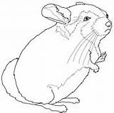 Chinchilla Coloring Pages Tailed Long Corner Resources Print Click sketch template