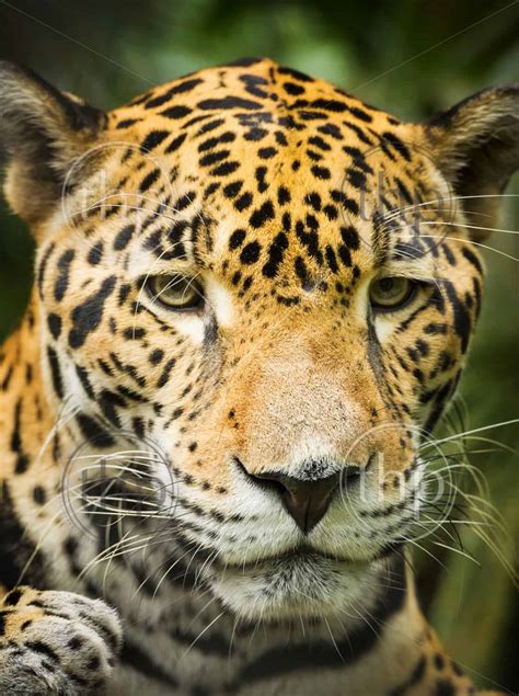 beautiful jaguar cat panthera onca  close  portrait thpstock