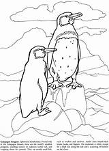Galapagos Coloring Dover Pages Penguin Books Book Choose Board Note sketch template