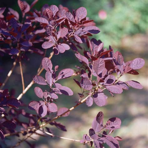 ornamental trees  shrubs  purple leaves