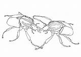 Escarabajos Kevers Vechtende Luchando Combattimento Scarabei Tra Insectos Educima sketch template