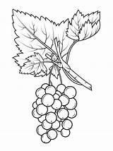 Coloring Pages Grapes Gooseberry Drawing Fruit Printable Kids Grape Color Vine Fruits sketch template
