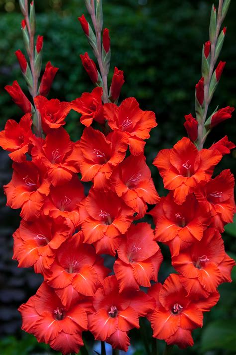gladiolus eternal lukovichnye tsvety neobychnye tsvety ekzoticheskie tsvety