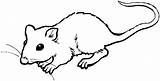 Xd Rats sketch template