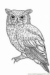 Owl Coloring Pages Realistic Eastern Printable Drawing Screech Print Birds Color Getcolorings Getdrawings Colori sketch template