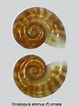 Afbeeldingsresultaten voor "omalogyra Atomus". Grootte: 79 x 106. Bron: www.marinespecies.org
