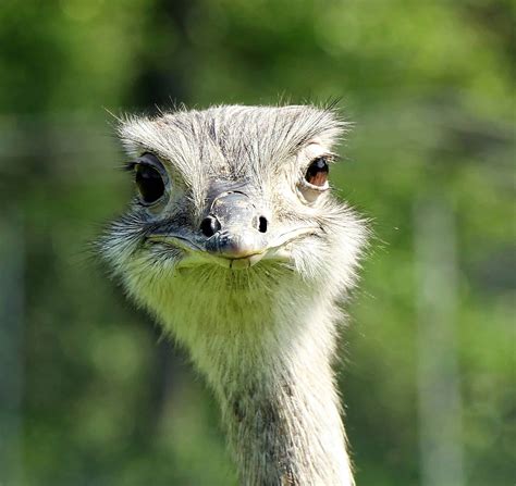 images ostrich