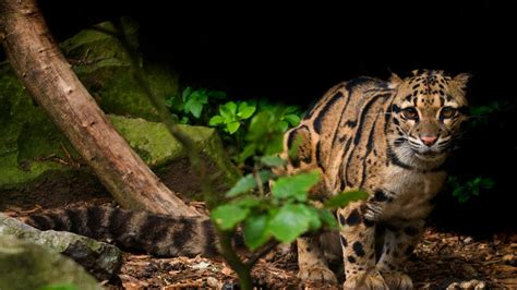 la panthère nébuleuse une espèce menacée wwf france