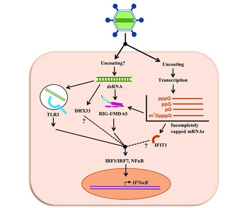 putative mechanisms  recognition  reovirus   interferon  scientific diagram