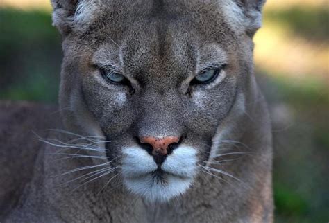 38 best images about cougars on pinterest college of charleston