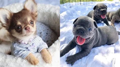 top  cutest small dog breeds puppies club