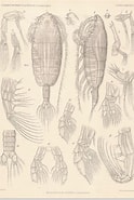 Afbeeldingsresultaten voor "euaugaptilus Squamatus". Grootte: 124 x 185. Bron: www.marinespecies.org