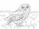 Owl Screech sketch template