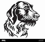 Pointer Wirehaired Alamy sketch template