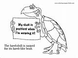 Coloring Pages Turtle Color Animal Turtles Printable Hawksbill Sheets Found sketch template