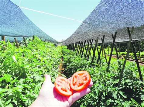 cultivo de tomate dr p  gibert abc rural abc color