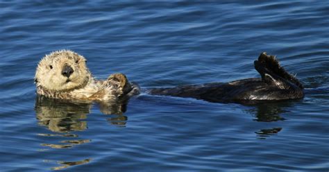 Latest Count Finds More Sea Otters Along California Coast