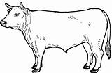 Beef Cuts Drawing Cattle Different Cow Cut Coloring Pages Guide Sketch Getdrawings Template sketch template