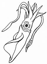 Squid Calamaro Tintenfisch Manatee Malvorlagen Molluschi sketch template