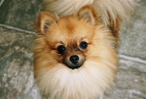 cute dogs papillon pomeranian mixed dog