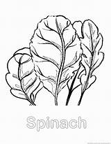 Spinach Coloring Vegetable Pages Zoom Print Designlooter 930px 28kb sketch template