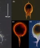 Afbeeldingsresultaten voor "challengeranium Diodon". Grootte: 154 x 185. Bron: www.researchgate.net