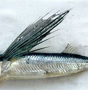 Afbeeldingsresultaten voor "parexocoetus Mento". Grootte: 180 x 172. Bron: fishillust.com