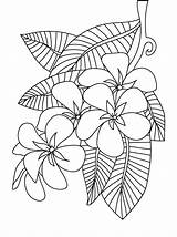 Plumeria Flowers Frangipani Getcolorings Hibiscus Sketch Hawaiian sketch template