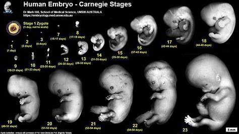Fetal Echo Meeting 2012 Embryology