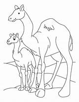 Camel Coloring Baby Pages Camels Colouring Kids Needle Color Animal Outline Getcolorings Comments sketch template