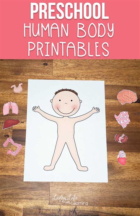 human body preschool activities