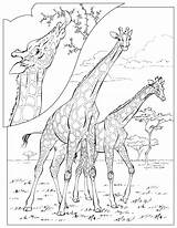 Giraffe Nationalgeographic sketch template